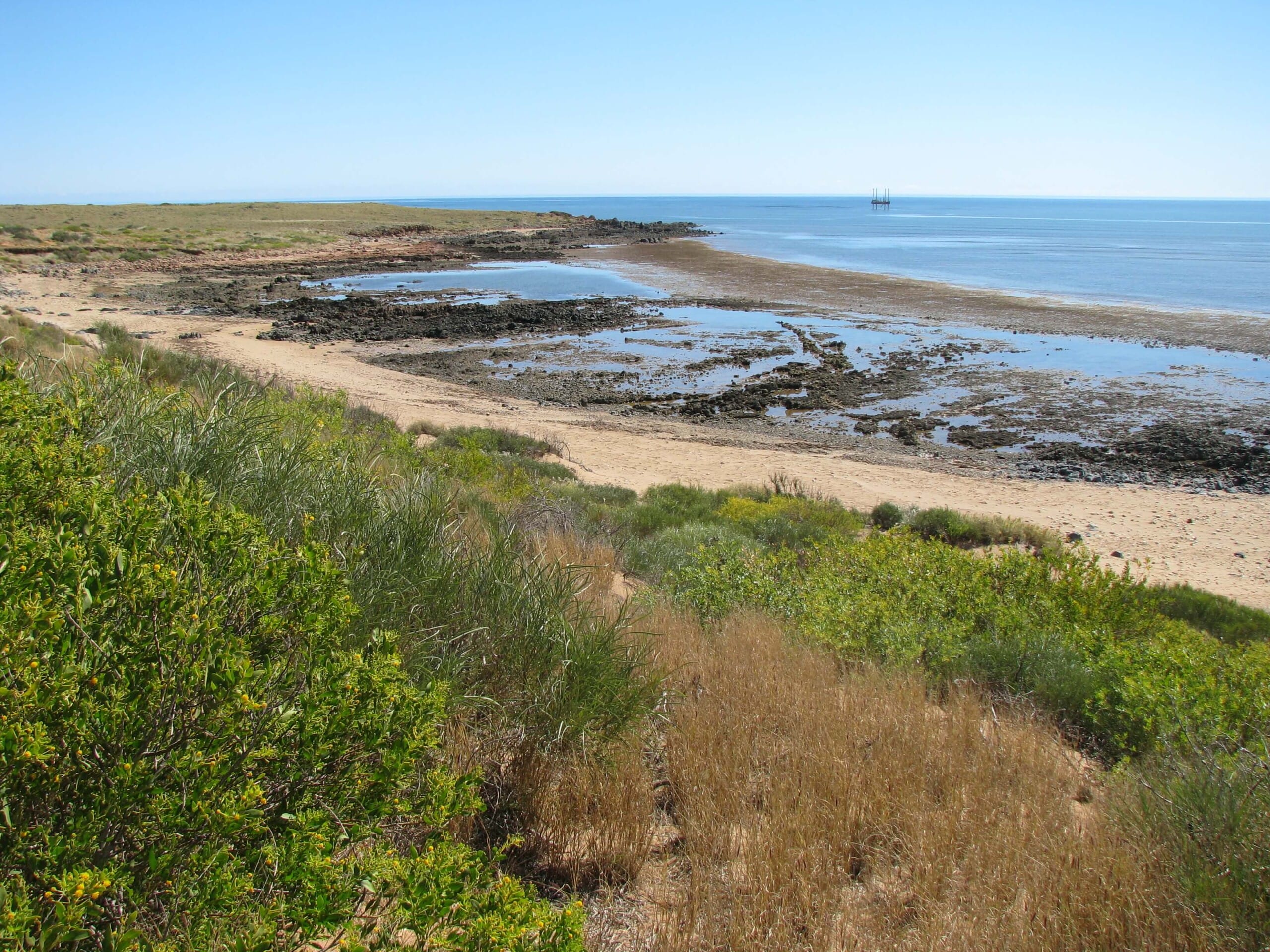 coastal shrubs near a rocky beach