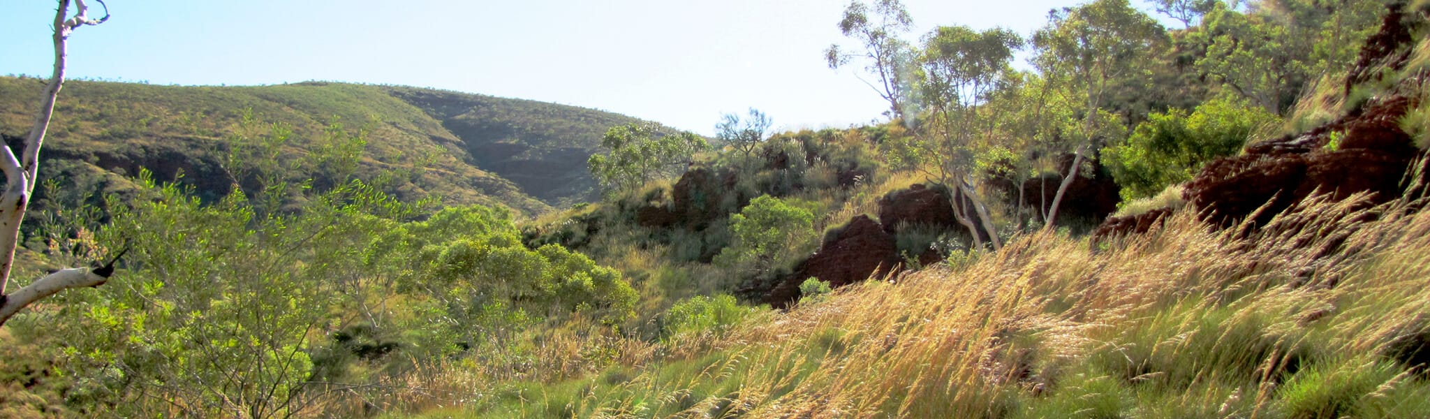 Hilly terrain with lush greenery
