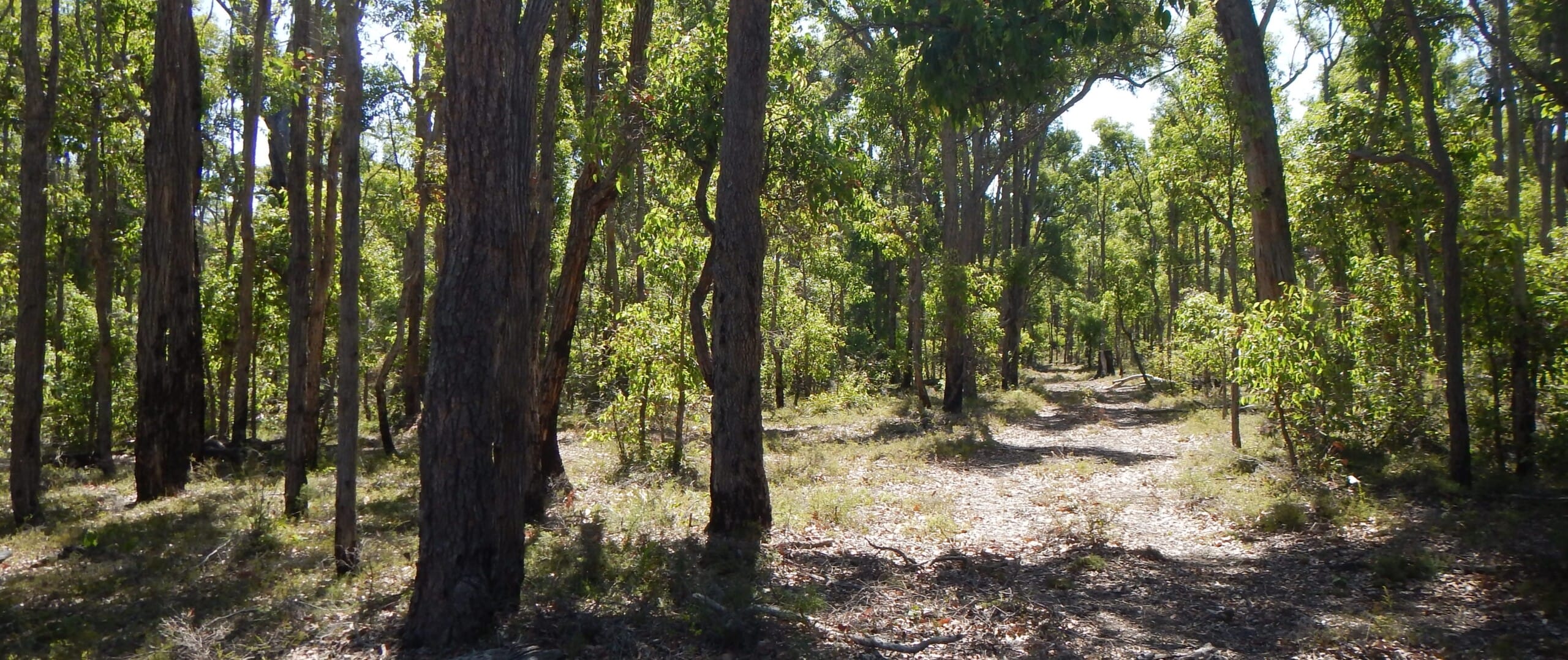 wooded trail in sunlit forest wilga and munro