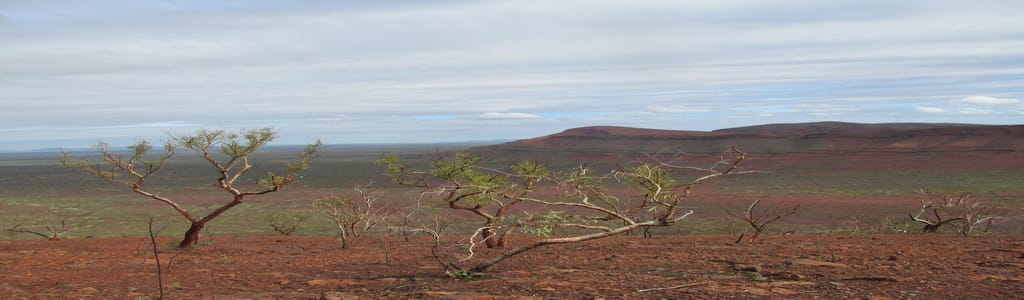 sparse vegetation on arid plains