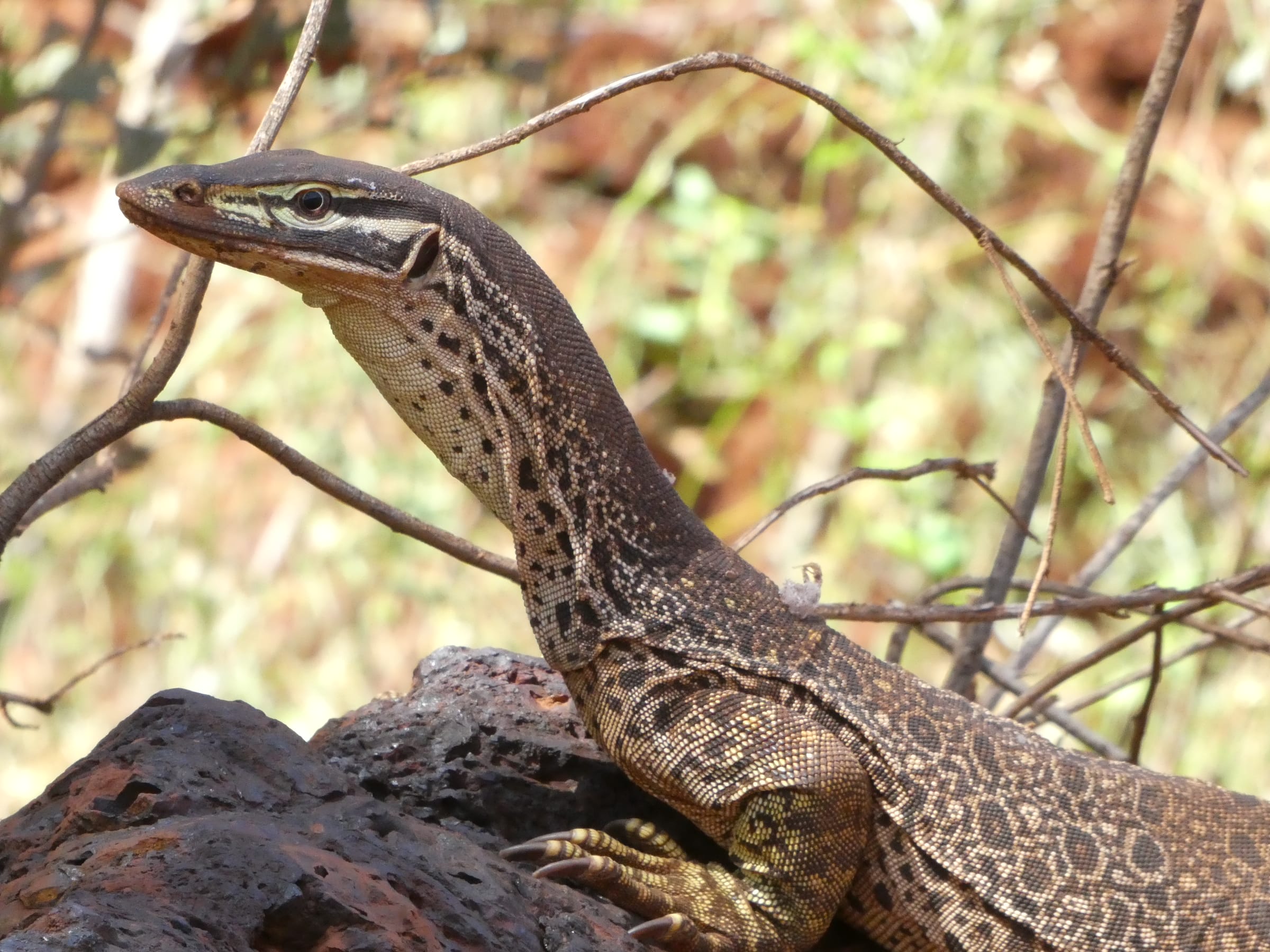 goanna lizard perched on a dead tree