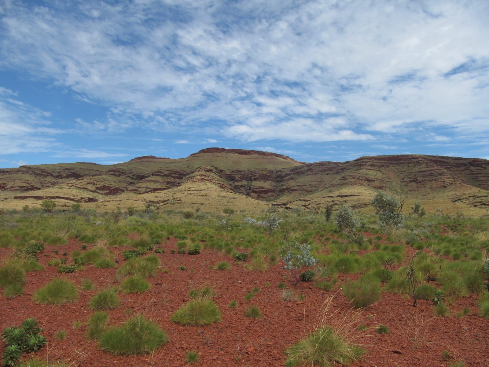 Red soil with scattered shrubs