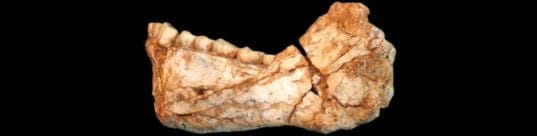 homo sapiens mandible