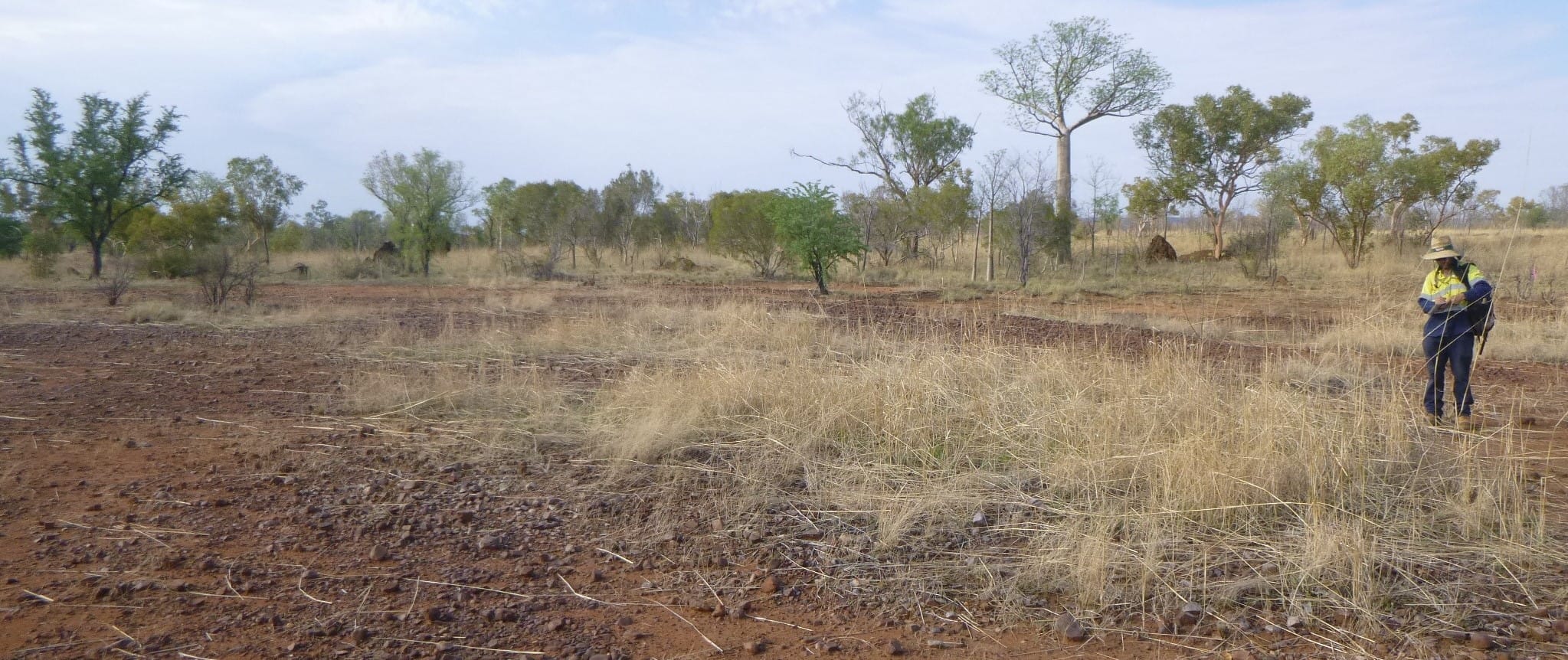 echoes team member surveying in arid woodland