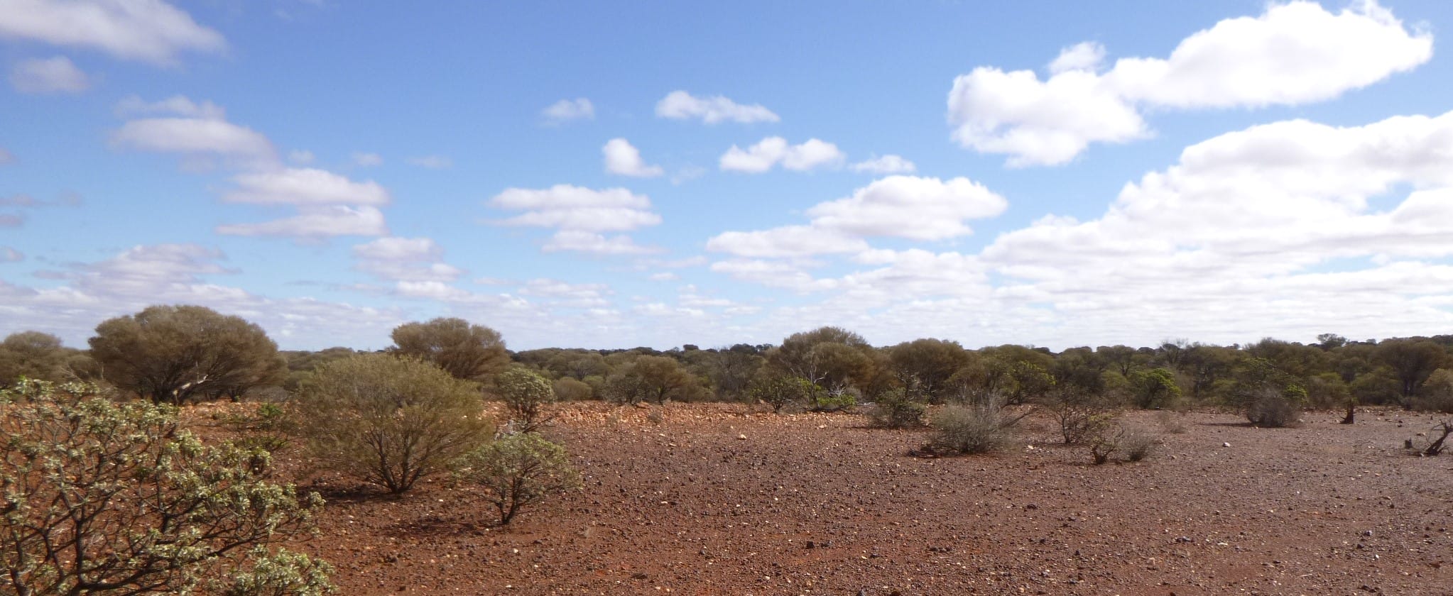 Sparse scrubland under blue sky