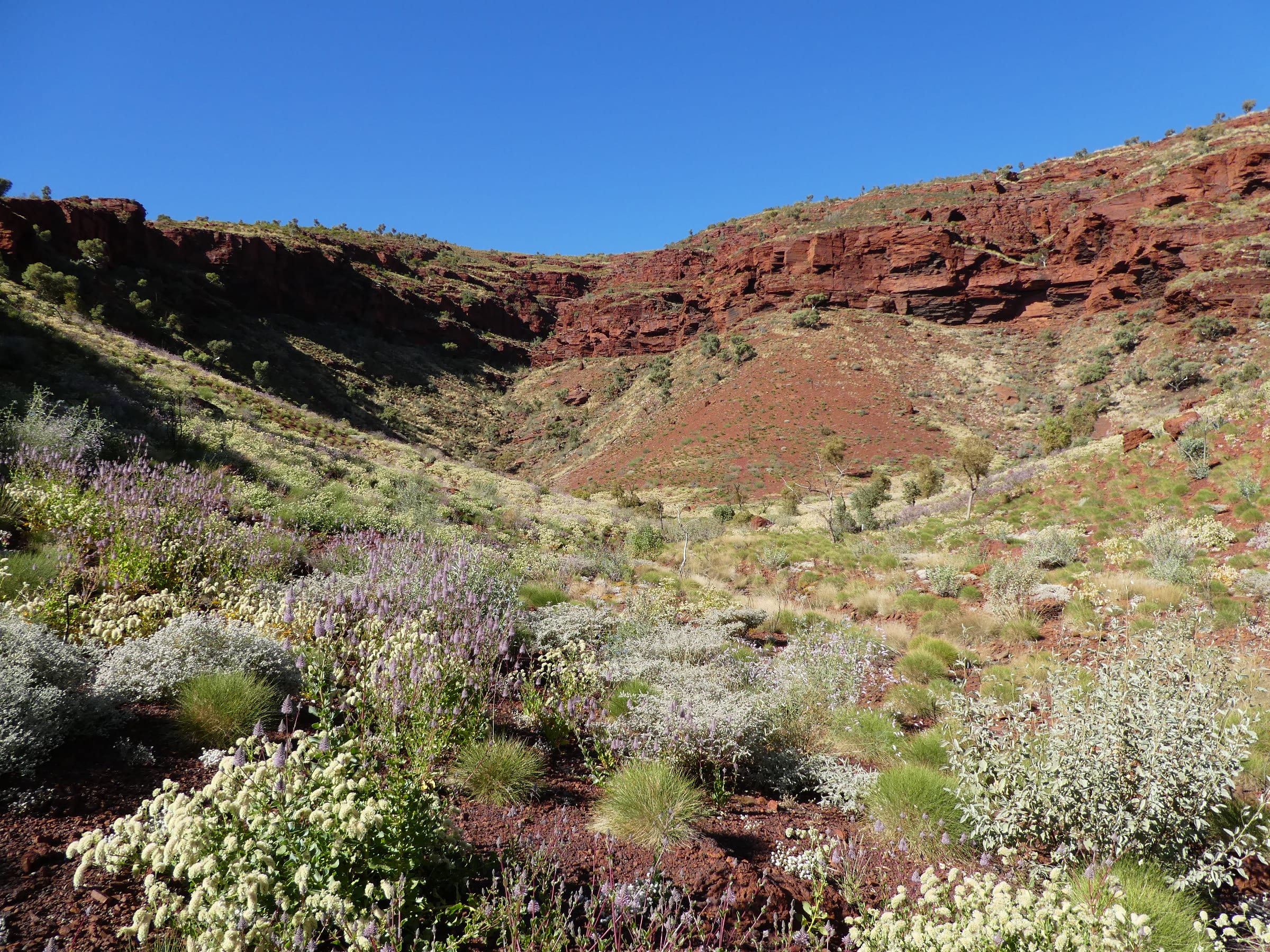 Wildflowers blooming in canyon