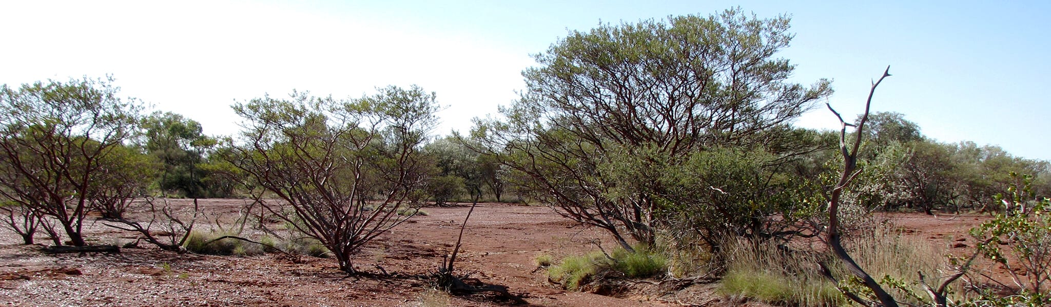 Scrubland with red soil and sparse greenery under a clear sky